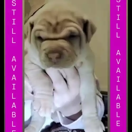 Dogue De Bordeaux Dog For Sale in Annan, Dumfries