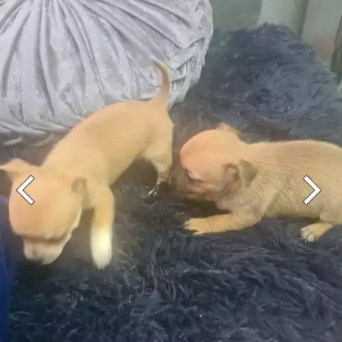 Chihuahua Dog For Sale in Derby