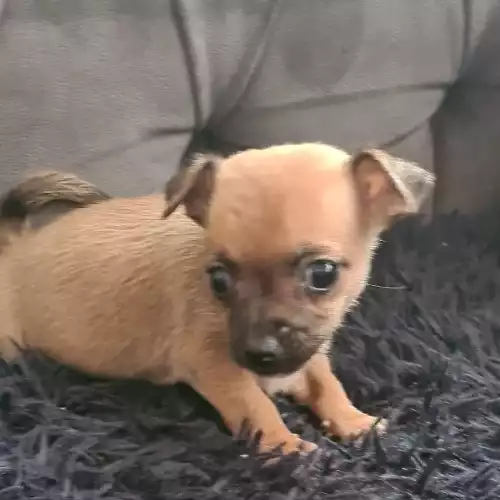 Chihuahua Dog For Sale in Derby