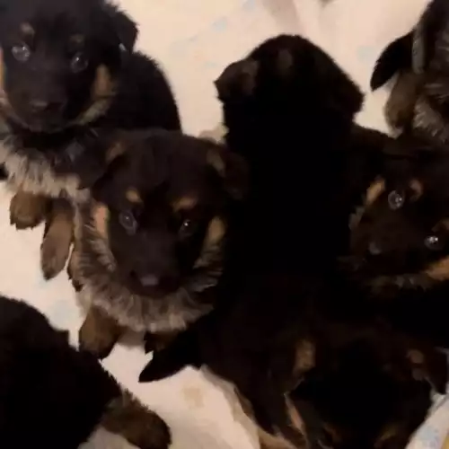 German Shepherd Dog For Sale in Portsmouth