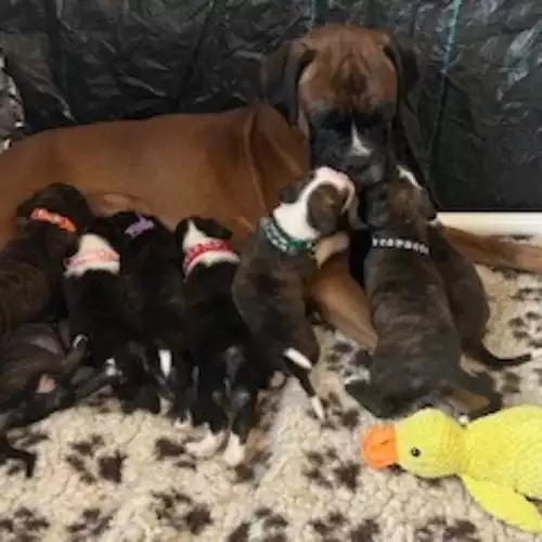 Boxer Dog For Sale in Louth, Lincolnshire