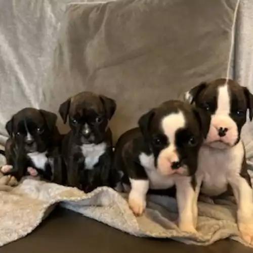 Kc registered boxer puppies for sale hotsell