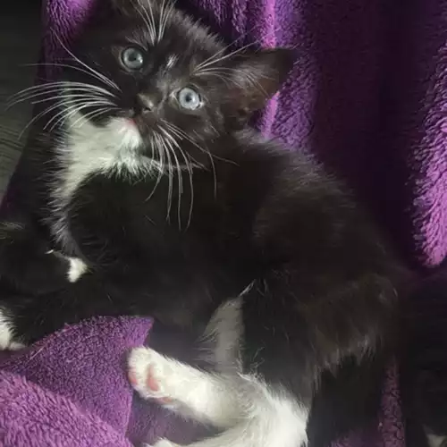 Domestic Shorthair Cat For Sale in Kettering, Northamptonshire