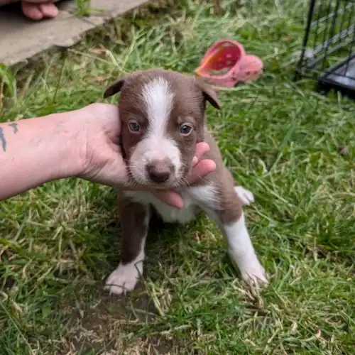 Border Collie Dog For Sale in Matlock, Derbyshire, England