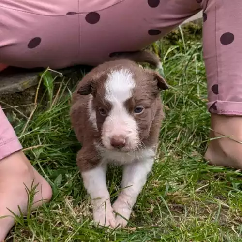 Border Collie Dog For Sale in Matlock, Derbyshire, England