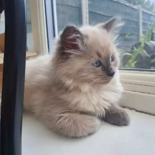 Ragdoll Cat For Sale in Salford Quays, Greater Manchester, England