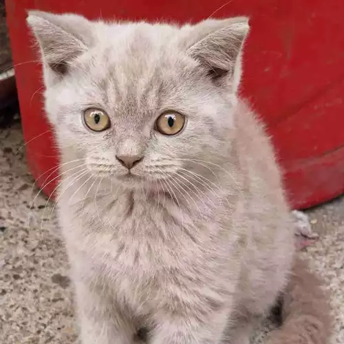 British Shorthair Cat For Sale in Scunthorpe, Lincolnshire, England