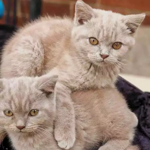 British Shorthair Cat For Sale in Scunthorpe, Lincolnshire, England