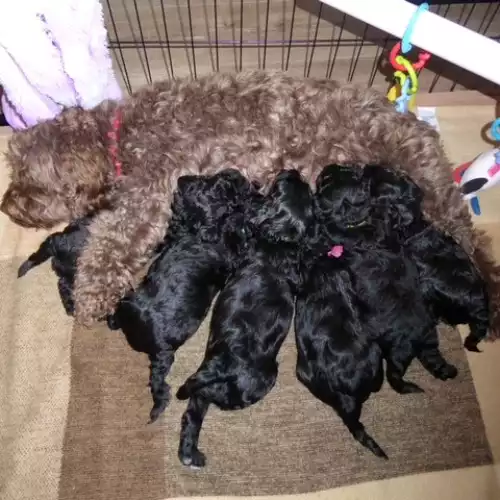Cockapoo Dog For Sale in Hellingly, East Sussex, England
