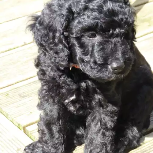 Cockapoo Dog For Sale in Hellingly, East Sussex, England