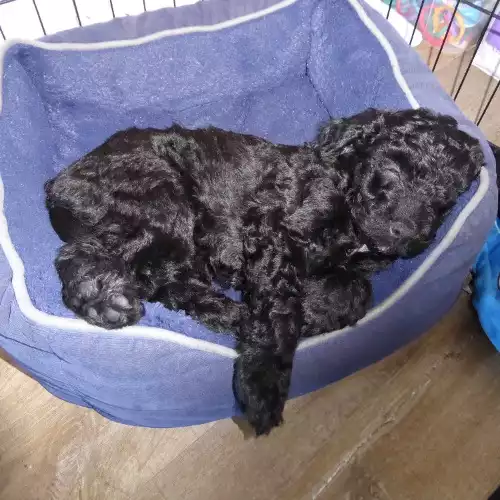 Cockapoo Dog For Sale in Hellingly, East Sussex, England