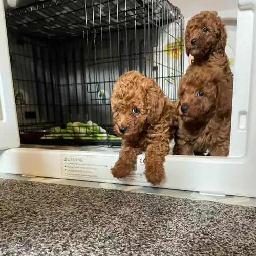 Miniature Poodle Dog For Sale in Keighley, West Yorkshire