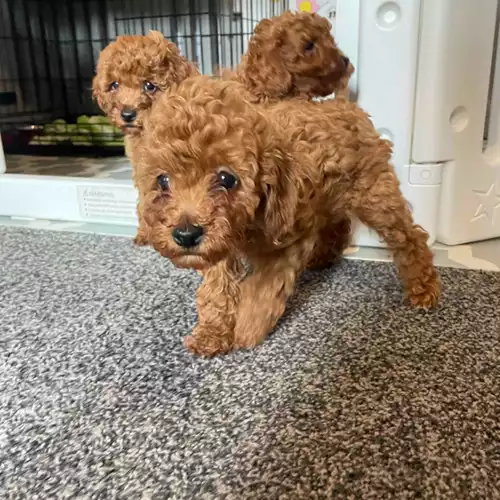 Miniature Poodle Dog For Sale in Keighley, West Yorkshire