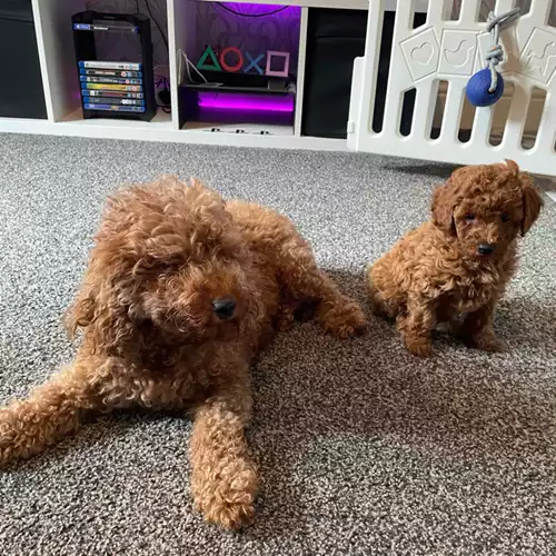 Miniature Poodle Dog For Sale in Keighley, West Yorkshire