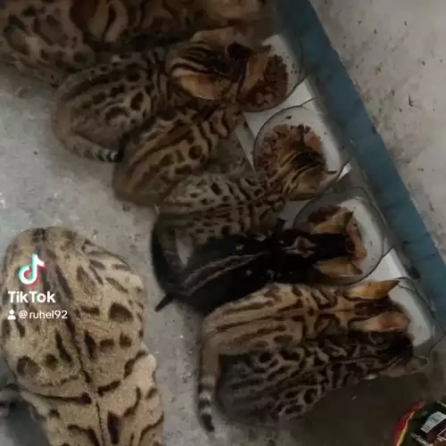 Bengal Cat For Sale in Bow Common, Greater London, England
