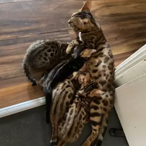 Bengal Cat For Sale in Bow Common, Greater London, England