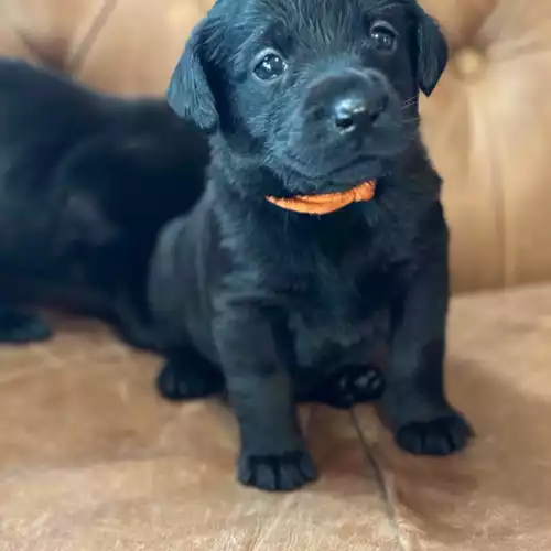 Labrador Retriever Dog For Sale in Axminster, Devon