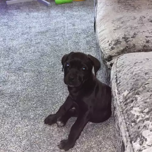 Cane Corso Dog For Sale in Barnsley, South Yorkshire, England