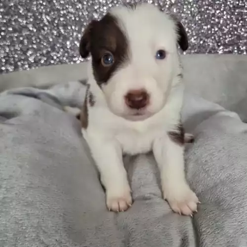 Border Collie Dog For Sale in Rotherham, South Yorkshire, England