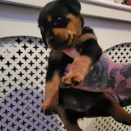 Rottweiler Dog For Sale in Wolverhampton