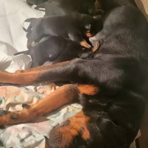 Rottweiler Dog For Sale in Wolverhampton