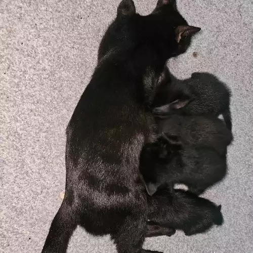 Bombay Cat For Sale in Blackpool, Lancashire, England