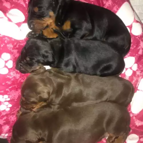 Dobermann Dog For Sale in Tipton, West Midlands, England