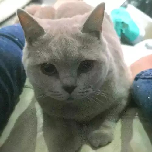 British Shorthair Cat For Adoption in Shipston-on-Stour, Warwickshire