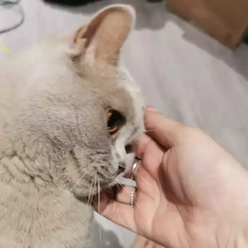 British Shorthair Cat For Adoption in Shipston-on-Stour, Warwickshire