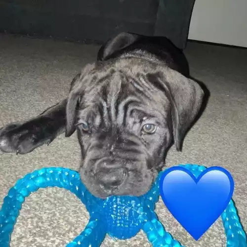 Cane Corso Dog For Sale in Carlisle