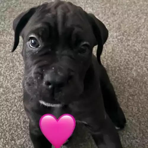 Cane Corso Dog For Sale in Carlisle