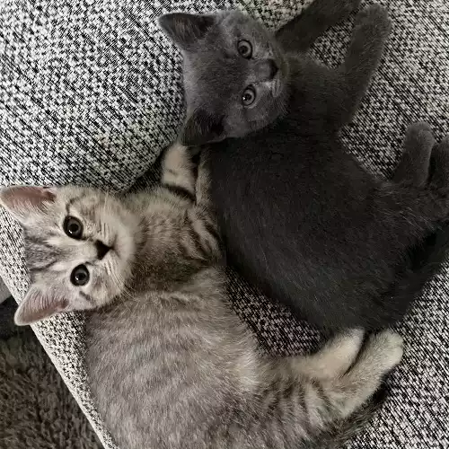 Scottish Fold Cat For Sale in Luton, Bedfordshire