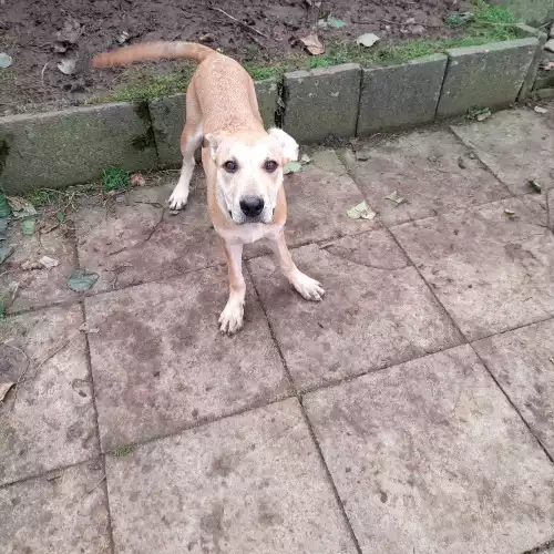 Cane Corso Dog For Sale in Birmingham