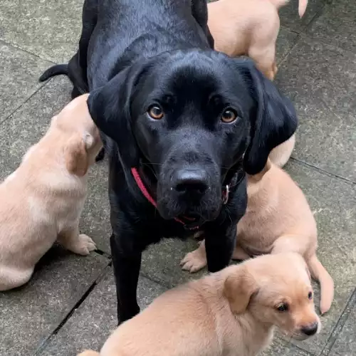 Labrador Retriever Dog For Sale in Highbridge, Somerset