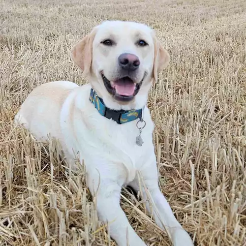 Labrador Retriever Dog For Stud in Sittingbourne