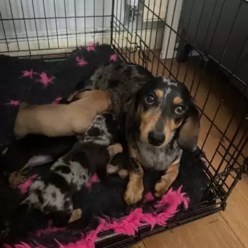 Miniature Dachshund Dog For Sale in Beddau, Mid Glamorgan, Wales