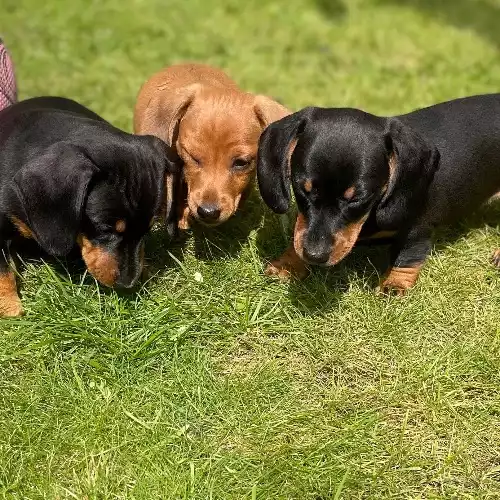 Miniature Dachshund Dog For Sale in Beddau, Mid Glamorgan, Wales