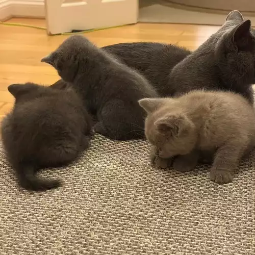 British Shorthair Cat For Sale in High Wycombe, Buckinghamshire, England