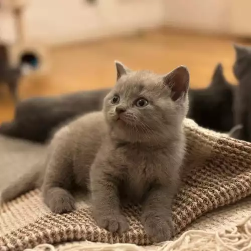 British Shorthair Cat For Sale in High Wycombe, Buckinghamshire, England