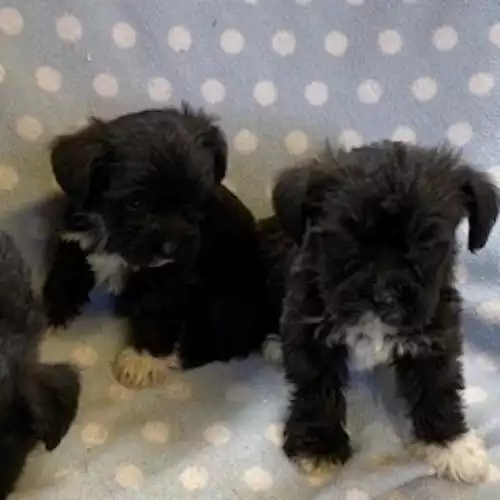 Miniature Schnauzer Dog For Sale in Blaenffos, Dyfed, Wales