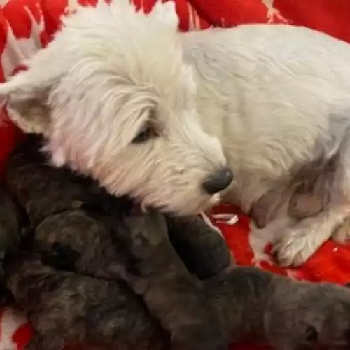 West Highland Terrier Dog For Sale in Blaenffos, Dyfed