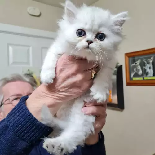 Persian Cat For Sale in Billingshurst, West Sussex