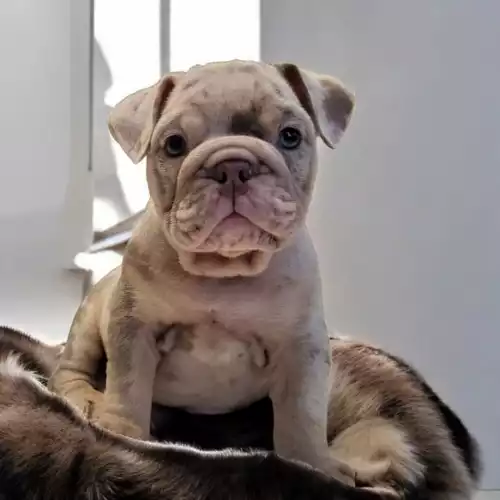 English Bulldog Dog For Sale in Birmingham