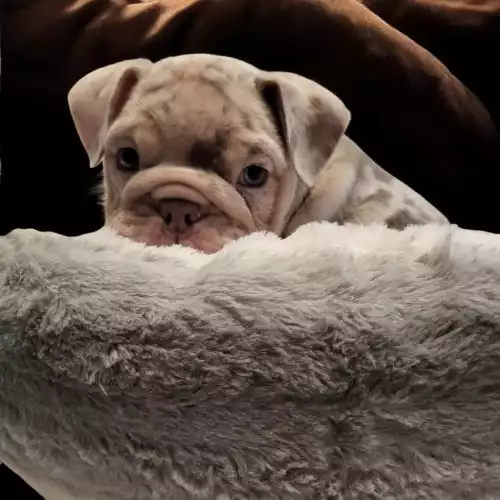 English Bulldog Dog For Sale in Birmingham