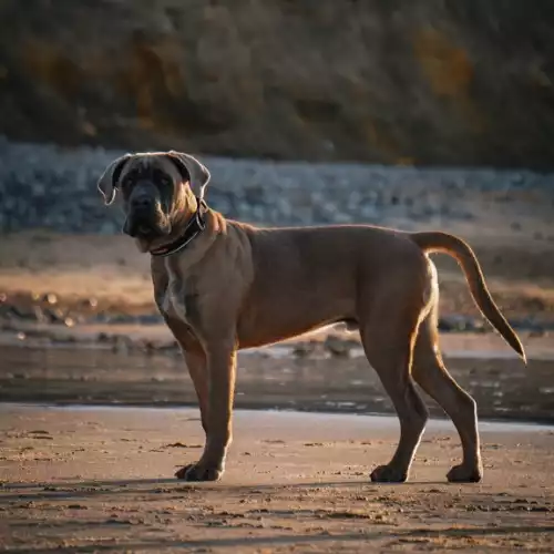 Cane Corso Dog For Stud in Elsenham, Essex