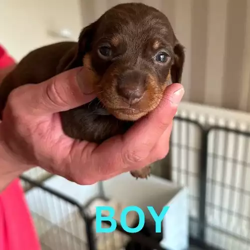 Miniature Dachshund Dog For Sale in Barnsley, South Yorkshire, England