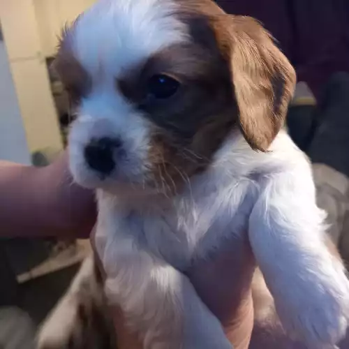 Cavalier King Charles Spaniel Dog For Sale in Wellingborough, Northamptonshire, England