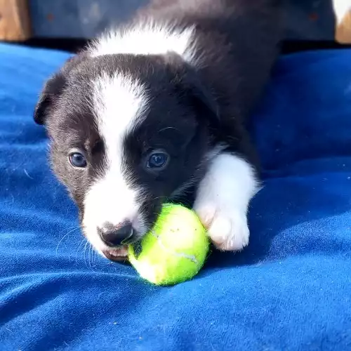 Border Collie Dog For Sale in Duns, Berwickshire, Scotland