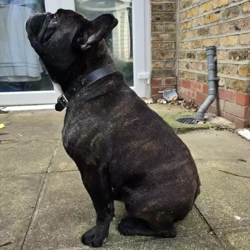 French Bulldog Dog For Adoption in London, Greater London, England