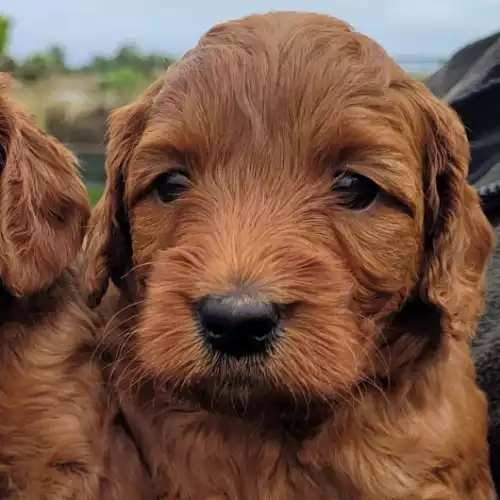 Labradoodle Dog For Sale in Alnwick, Northumberland, England